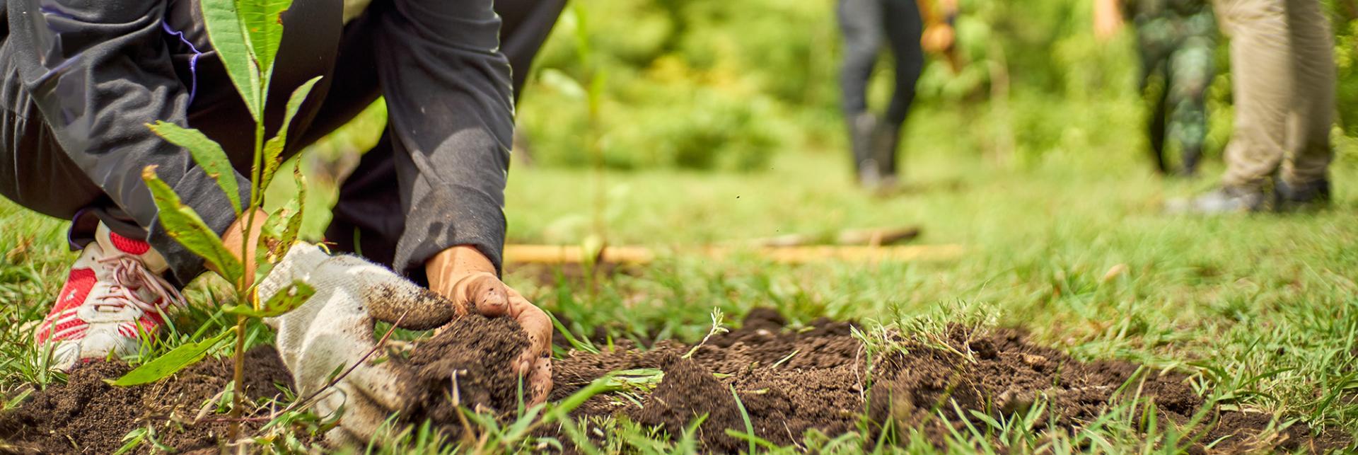 Jardinerie - Espaces Verts en Esat